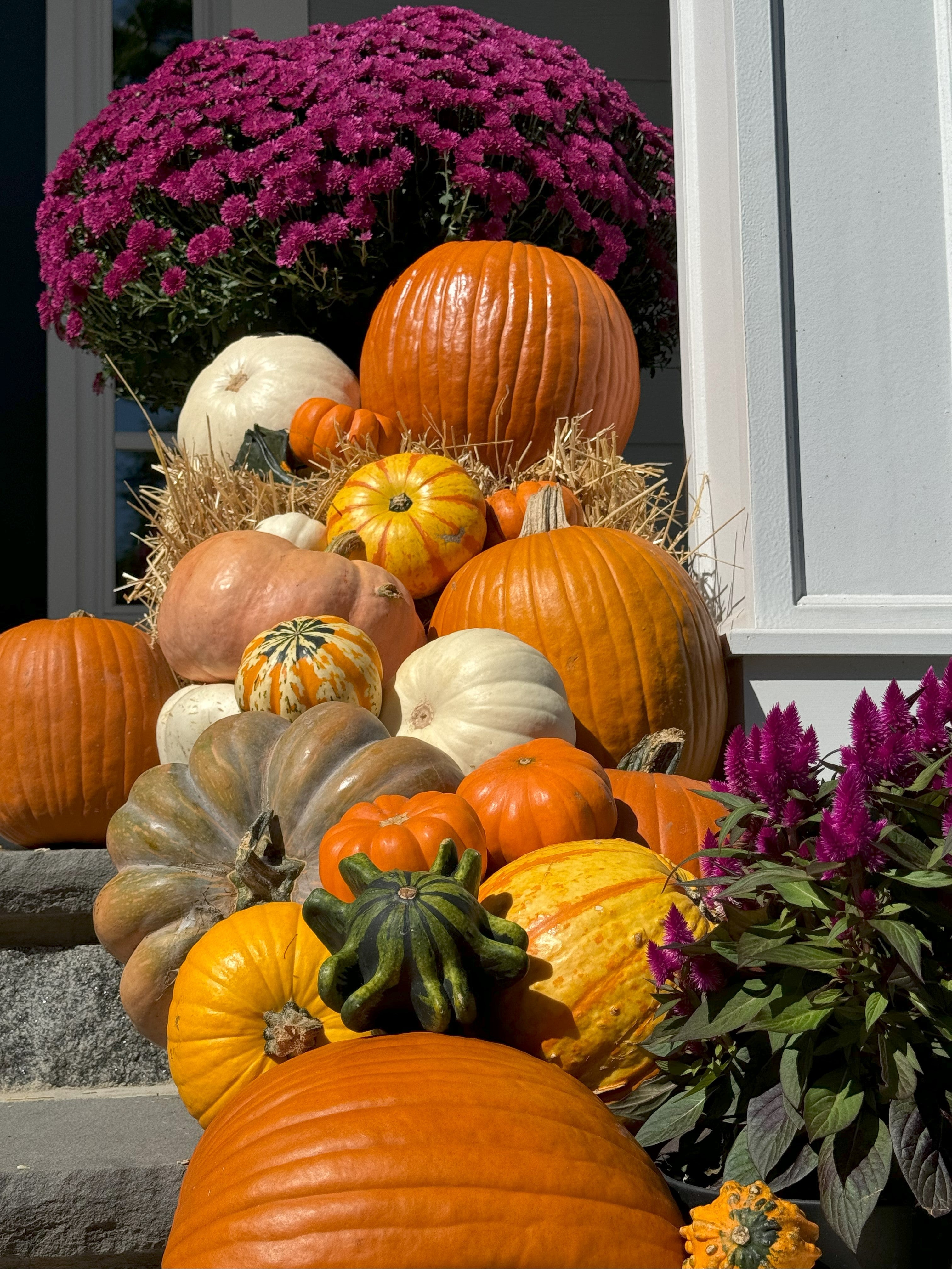 porch pumpkin fall autumn display decorations new jersey westfield summit mountainside cranford garwood NJ free delivery setup haul away specialty pumpkins and gourds