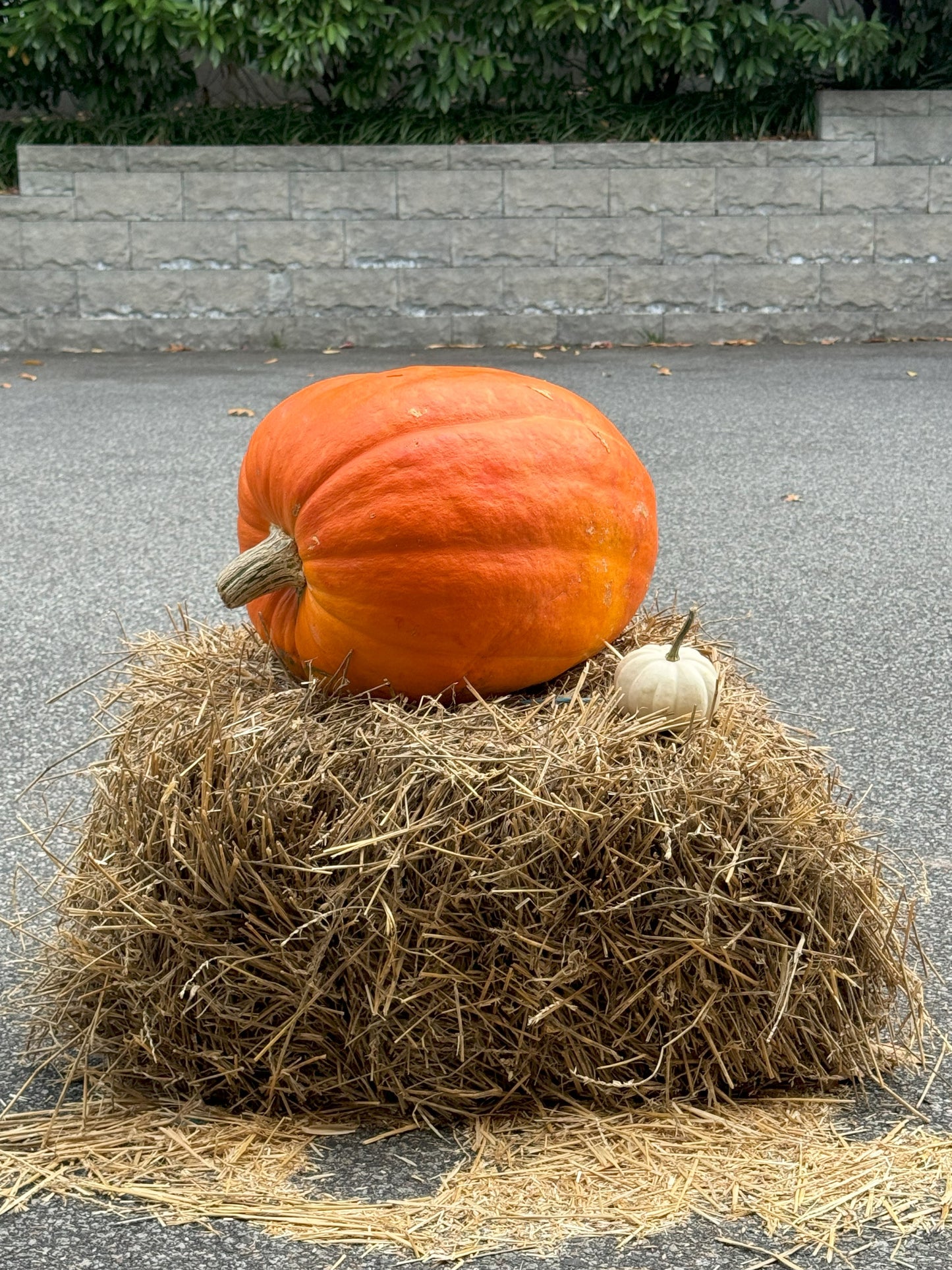 A large pumpkin placed on top of a straw bale, with a background of a pavement and shrubbery.